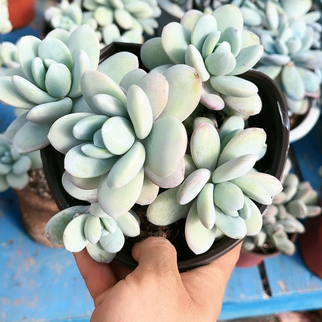 雪美人9.99多肉植物