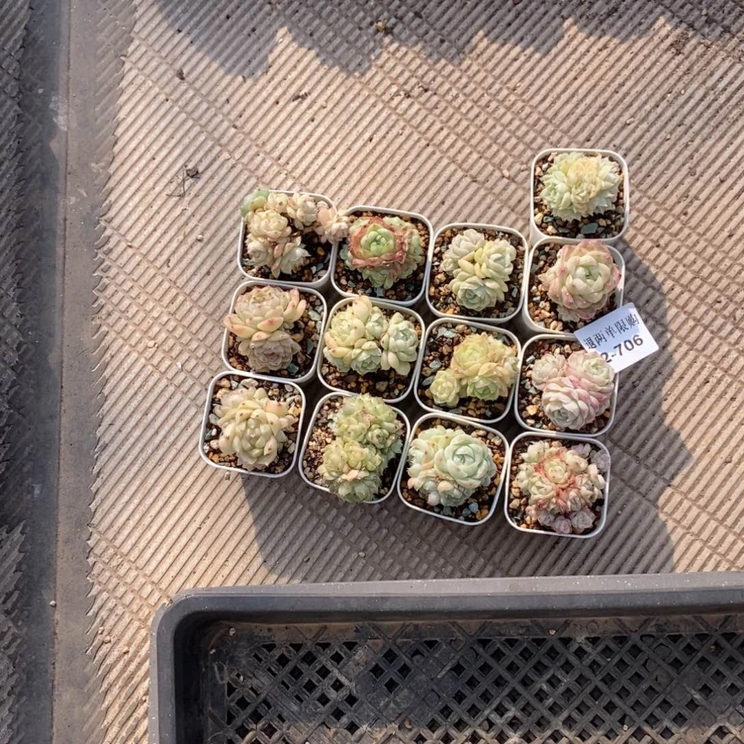 小****子2-706多肉多肉多肉多肉多肉多肉