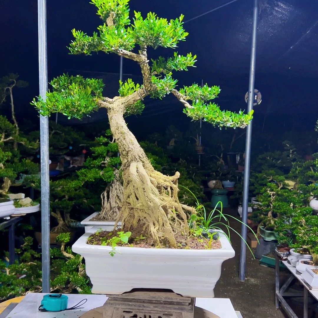 当前无花栽培后可以开花