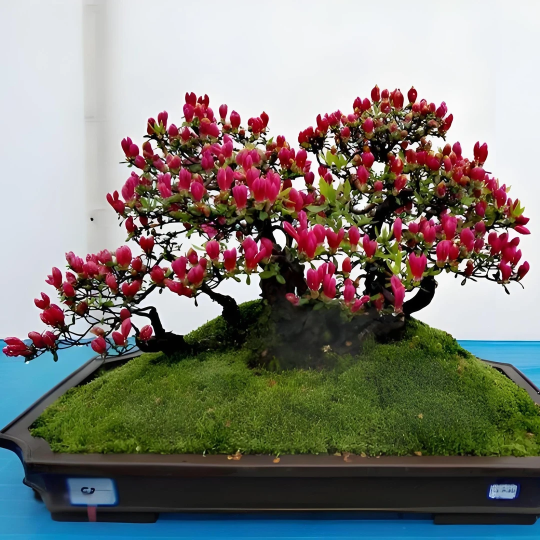 盆景素材【一物一拍】请勿私拍