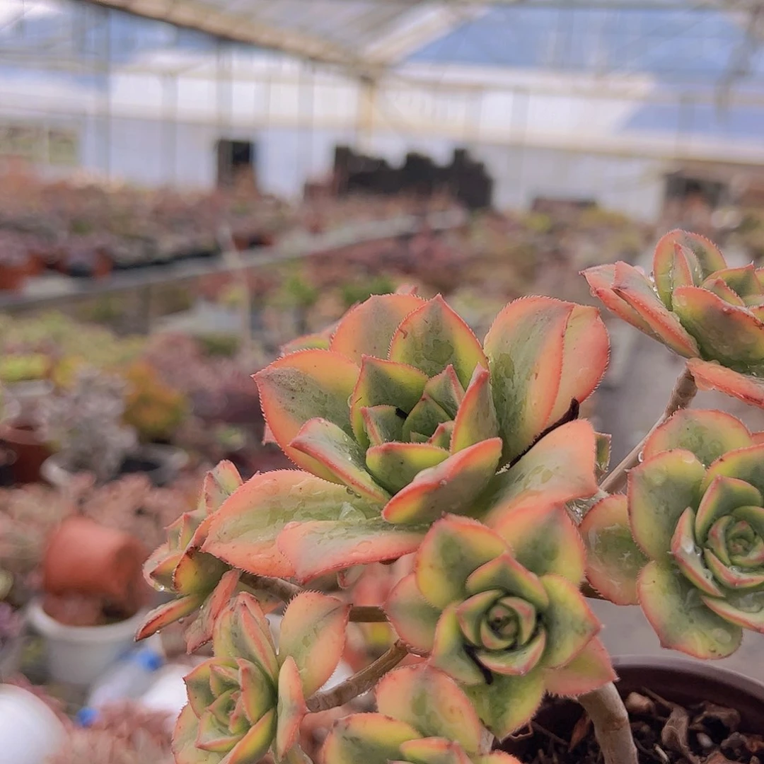 艳日辉 单头带崽 手捧