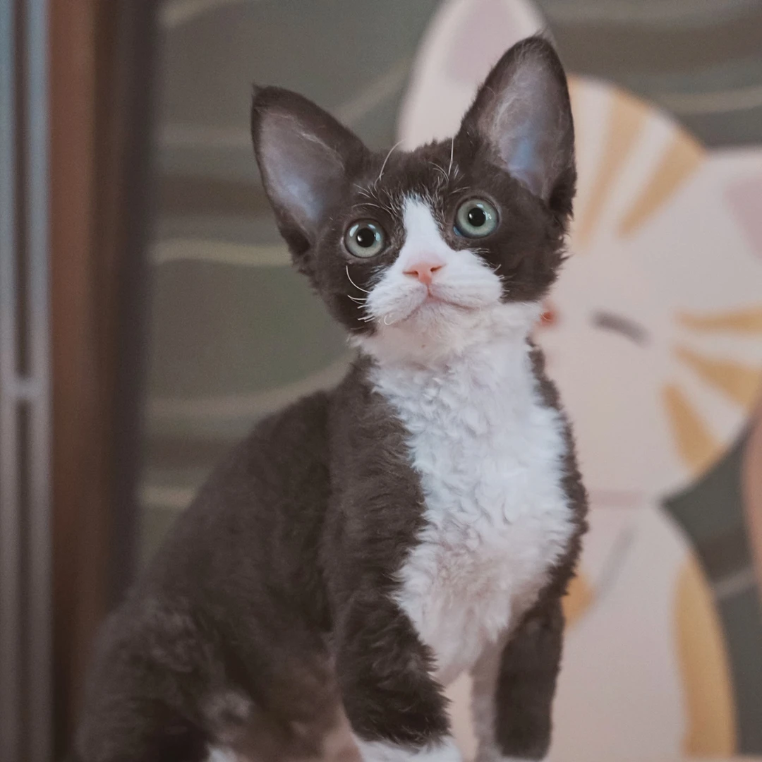 0826黑白开脸妹妹-空空