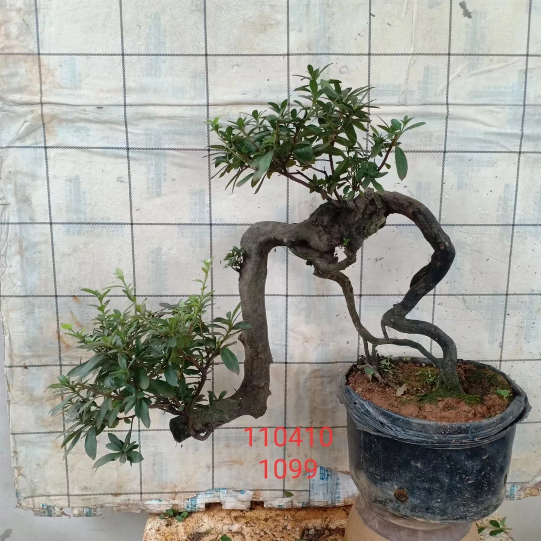 映山红老桩盆栽观花植物杜鹃盆景多样漂亮杜鹃花