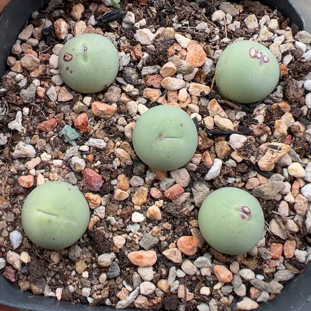 11.5好看的多肉脱土发货447