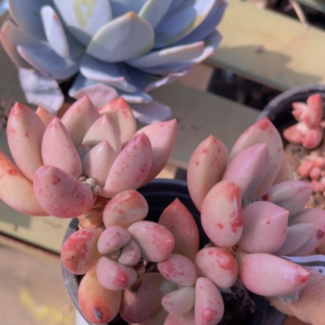 【闪购商品】桃花源18123