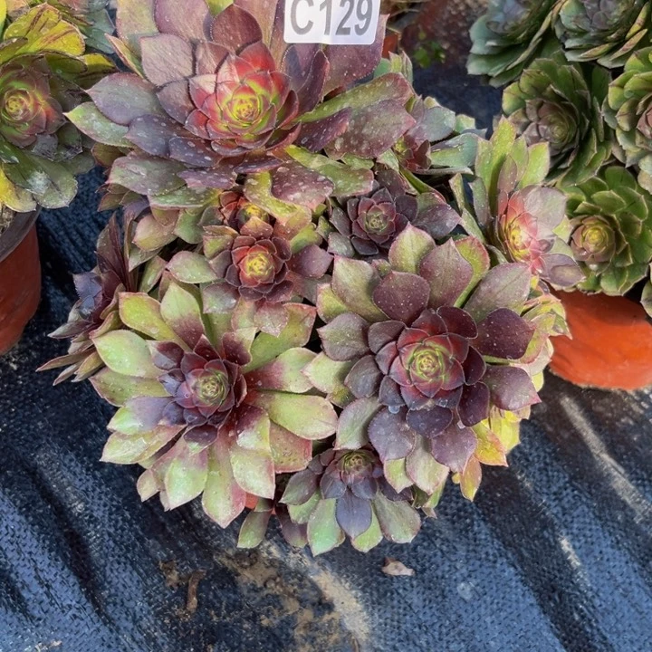 129多肉植物捧花