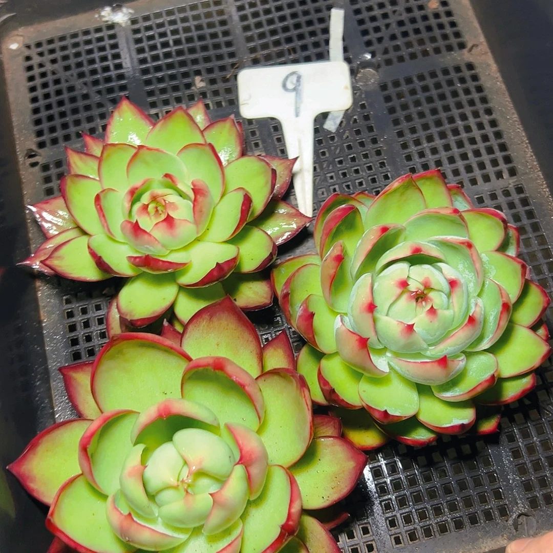 惊鸿仙子三颗9号有瑕疵介意勿拍