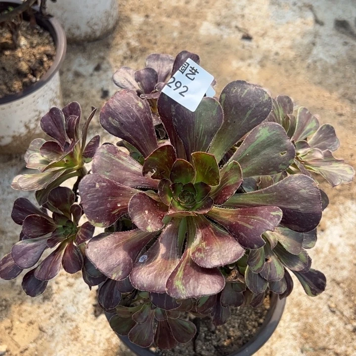 黑钻多肉植物292手捧