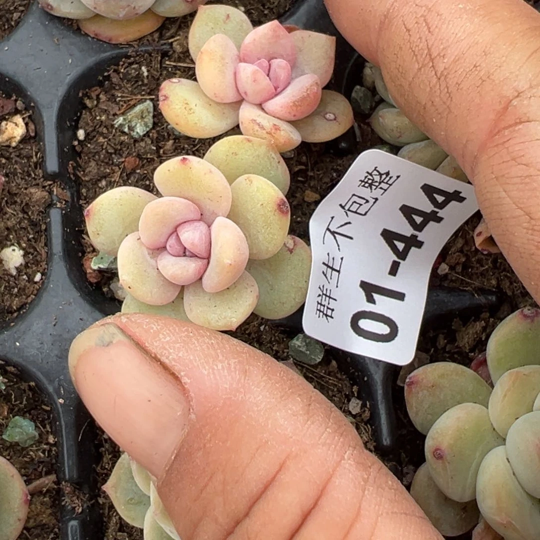 小卡拉米糖心一物一拍1-444