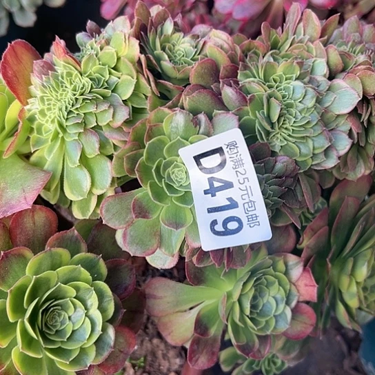 文****肥多肉植物一个