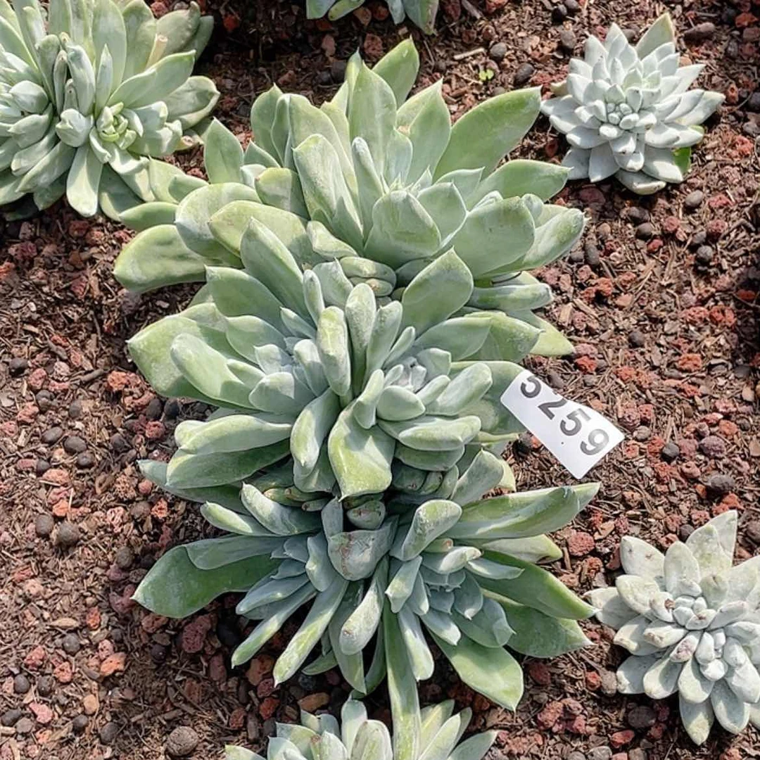 【闪购商品】岁**好拇指法瑞