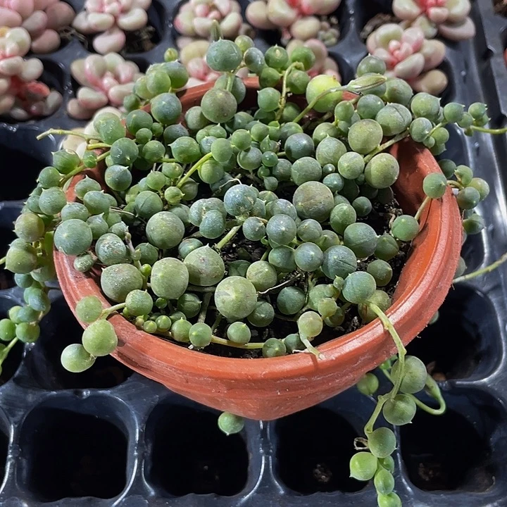 佛珠3.8带盆土发货