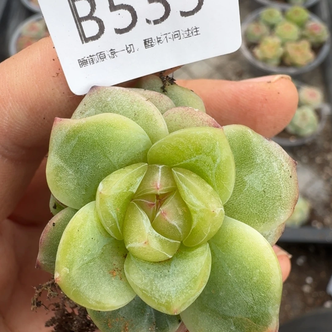一物一拍一物一拍1101-535