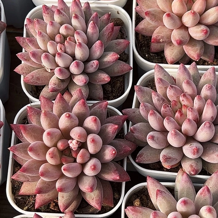 单头             金鱼姬