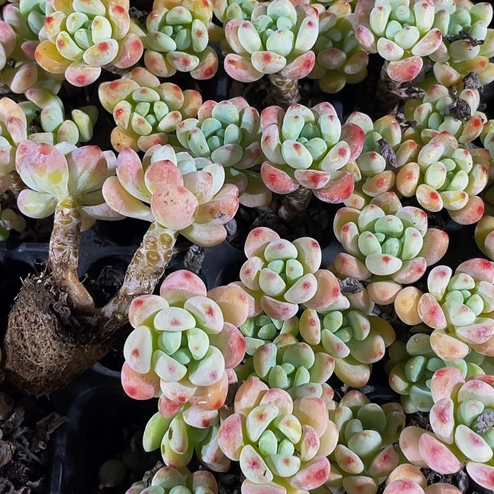 香水罗琦2.8带土发货