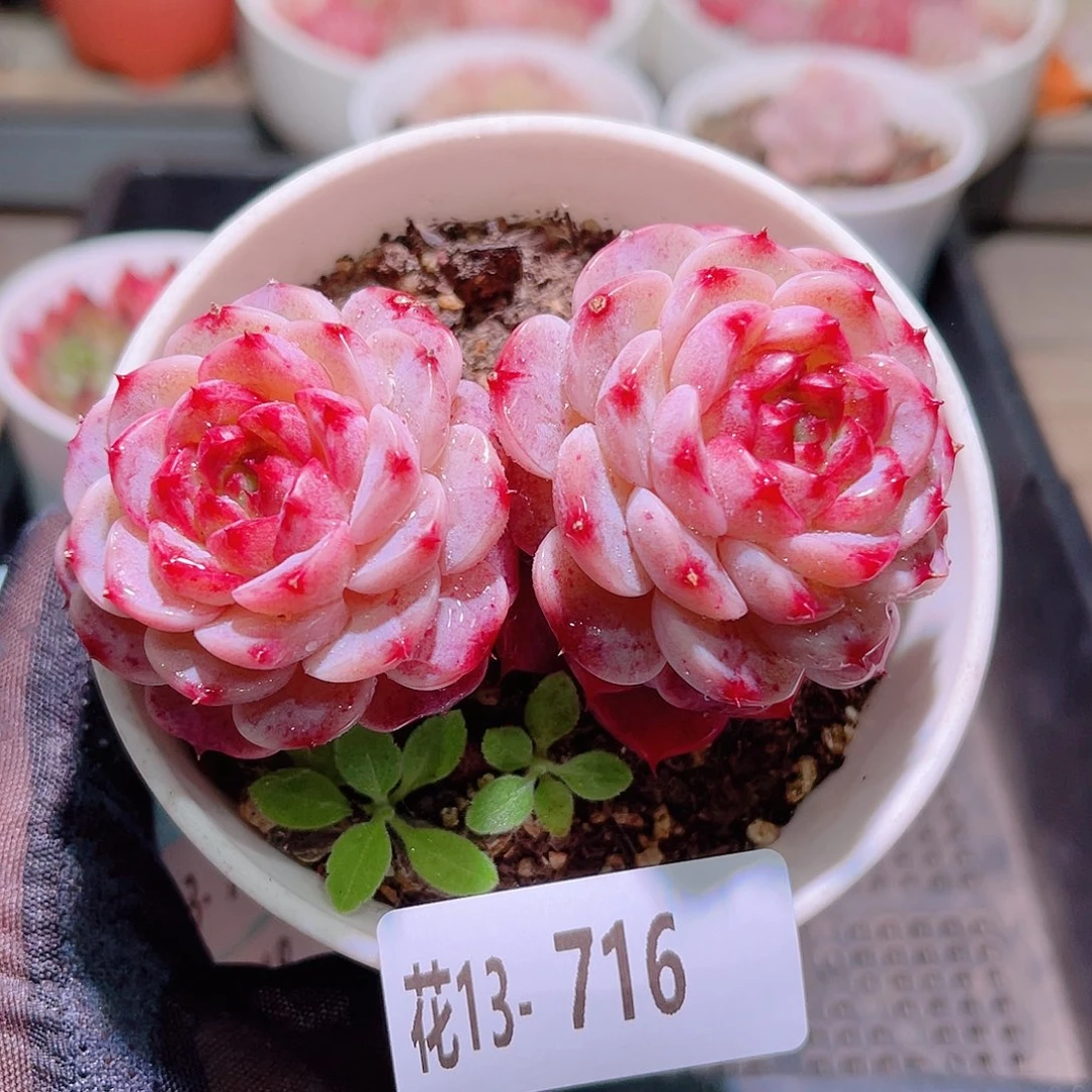 花利美13-716天鹅绒