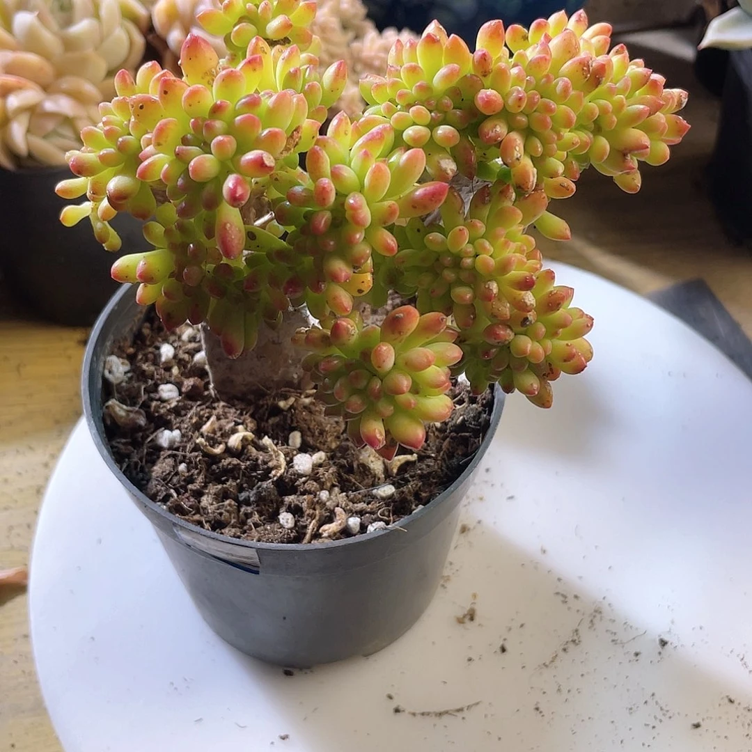 1833  青松缀 六月六