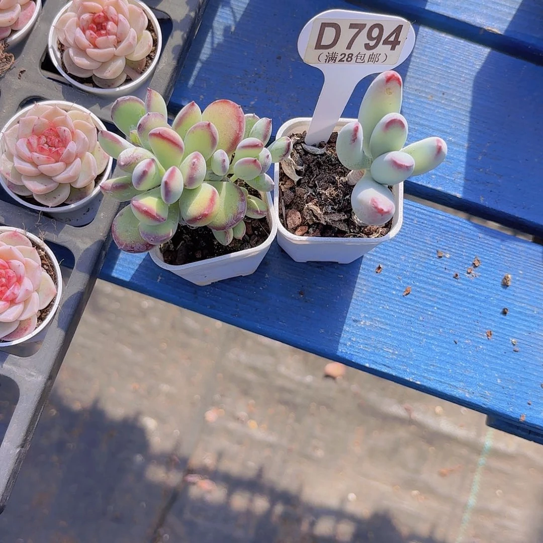 毛****子D794两颗一物一拍