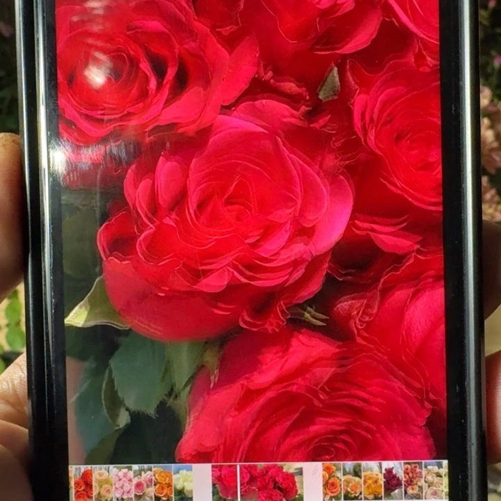 无花朵加洛塔小苗