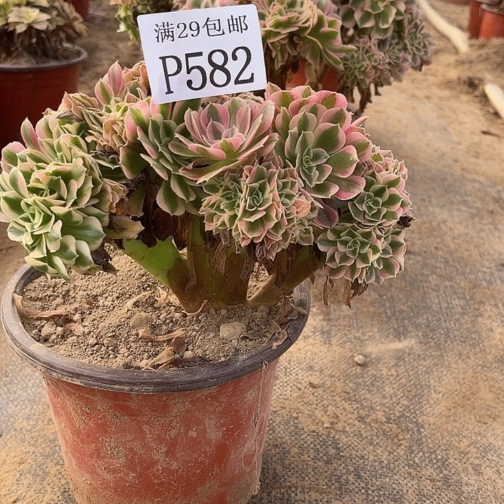 582粉女巫坠多肉植物