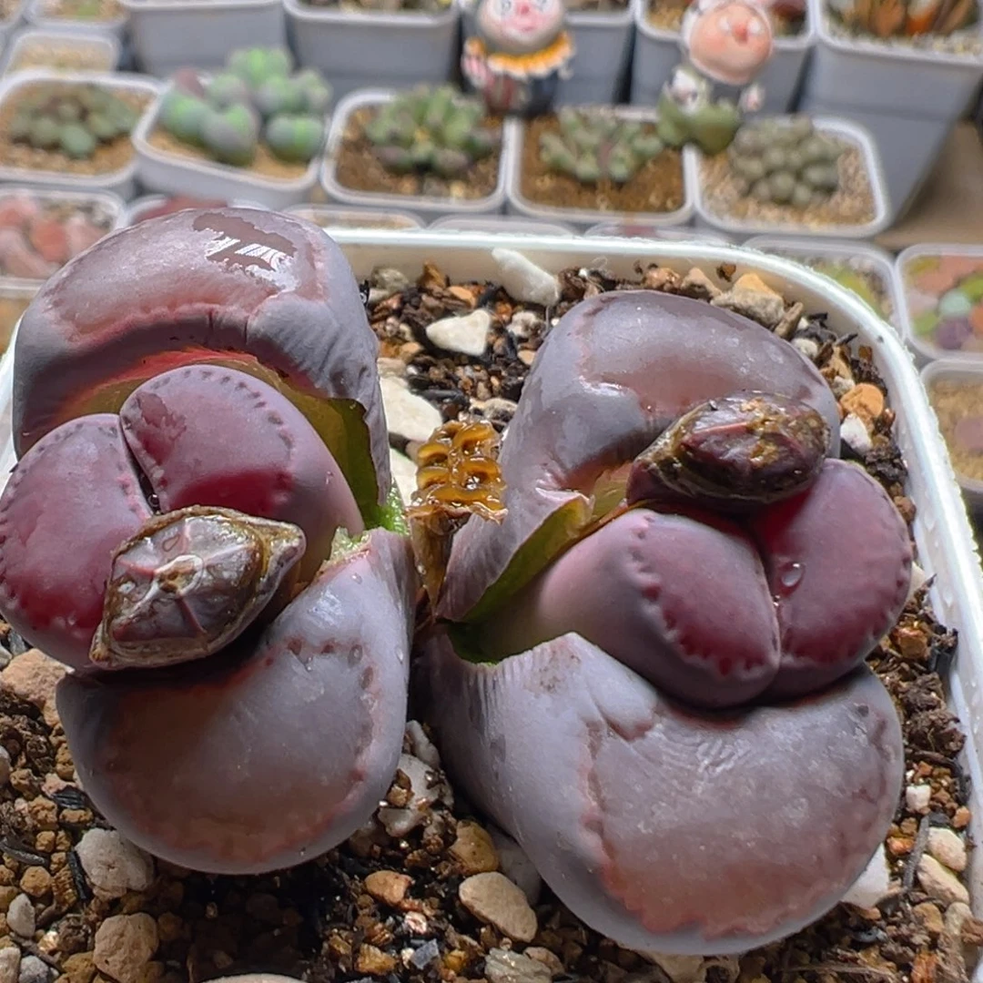 15多肉植物百科知识