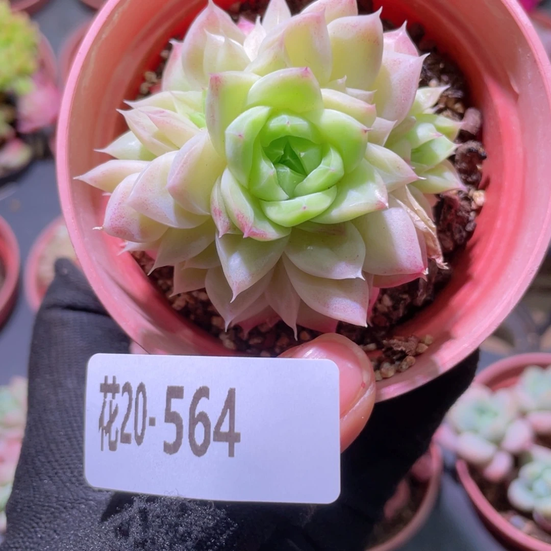 花利美20-564女王