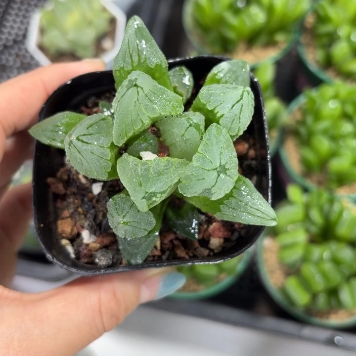 冰城寿原盘多肉植物