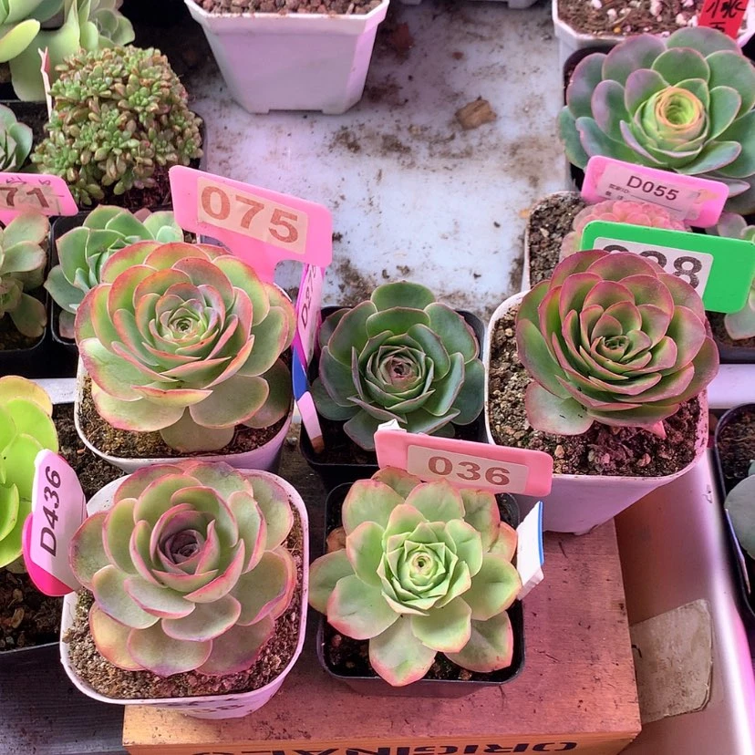 【闪购商品】阴****三颗孤品 紫陌尘青染075