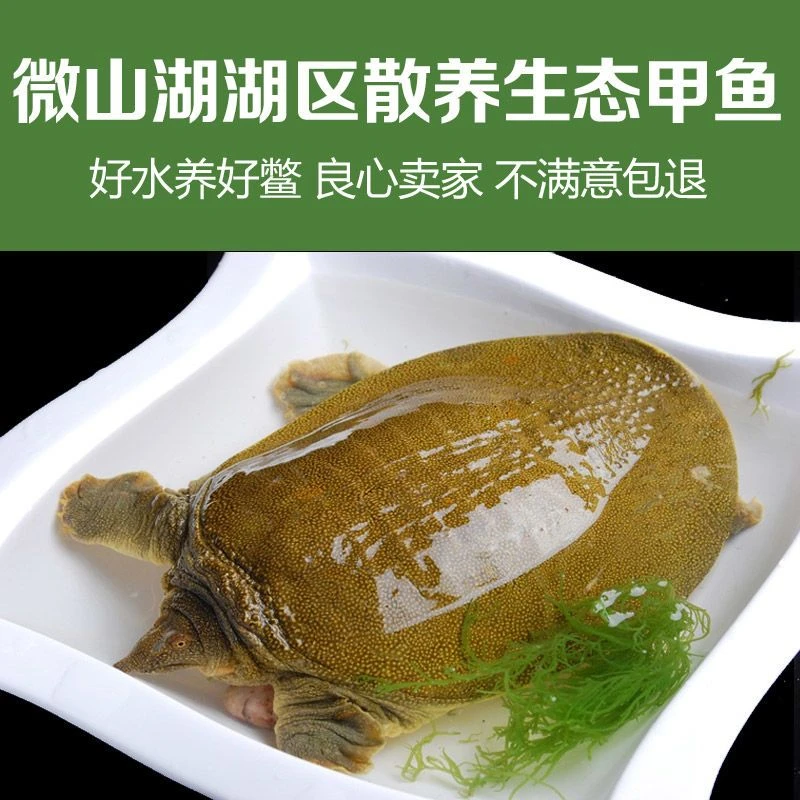 微山湖生态水鱼团鱼
