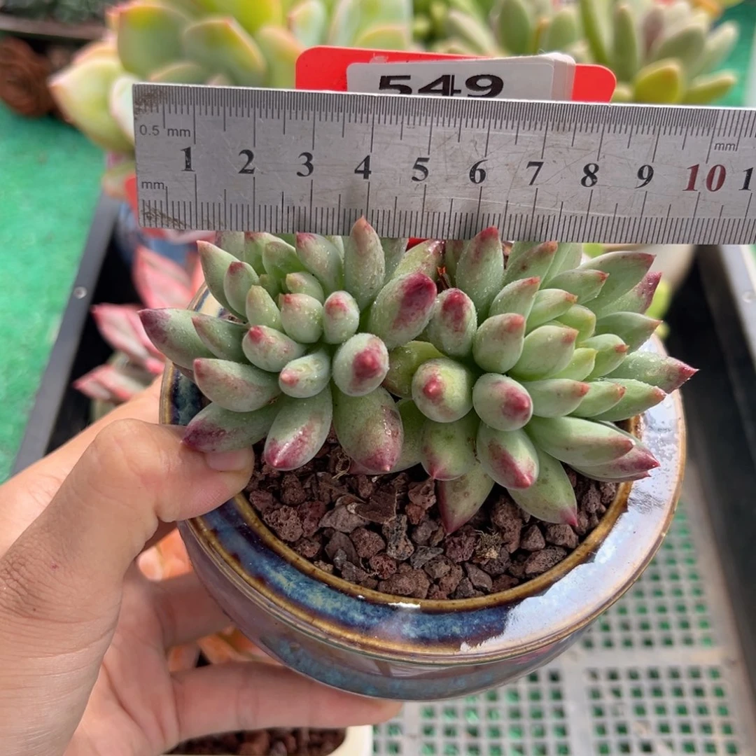 表妹精品多肉植物549.