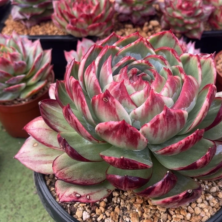 惊鸿仙子多肉植物298