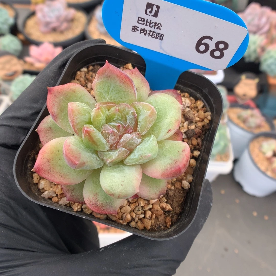 68 珍妮石化多肉多肉