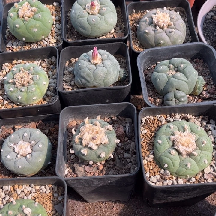 无花朵实生萝卜根好养皮实