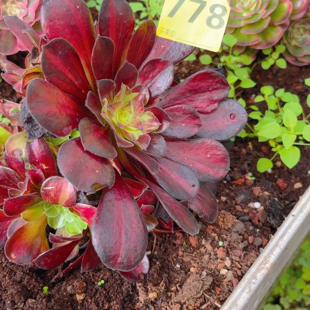 黑***！778 123456 满江红