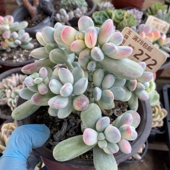 272一一一一一一一一一