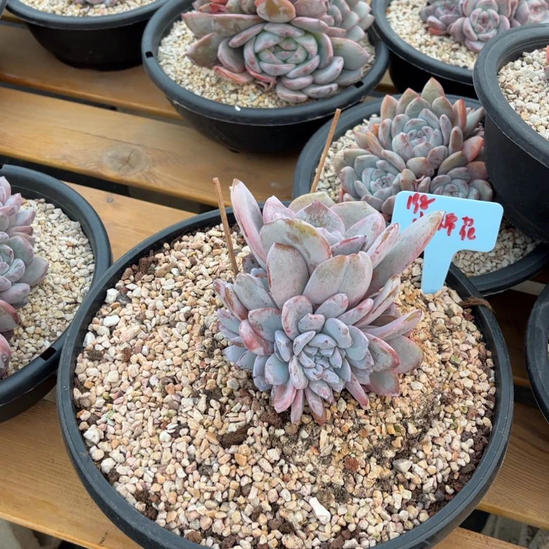 小棉花奶茶多肉植物