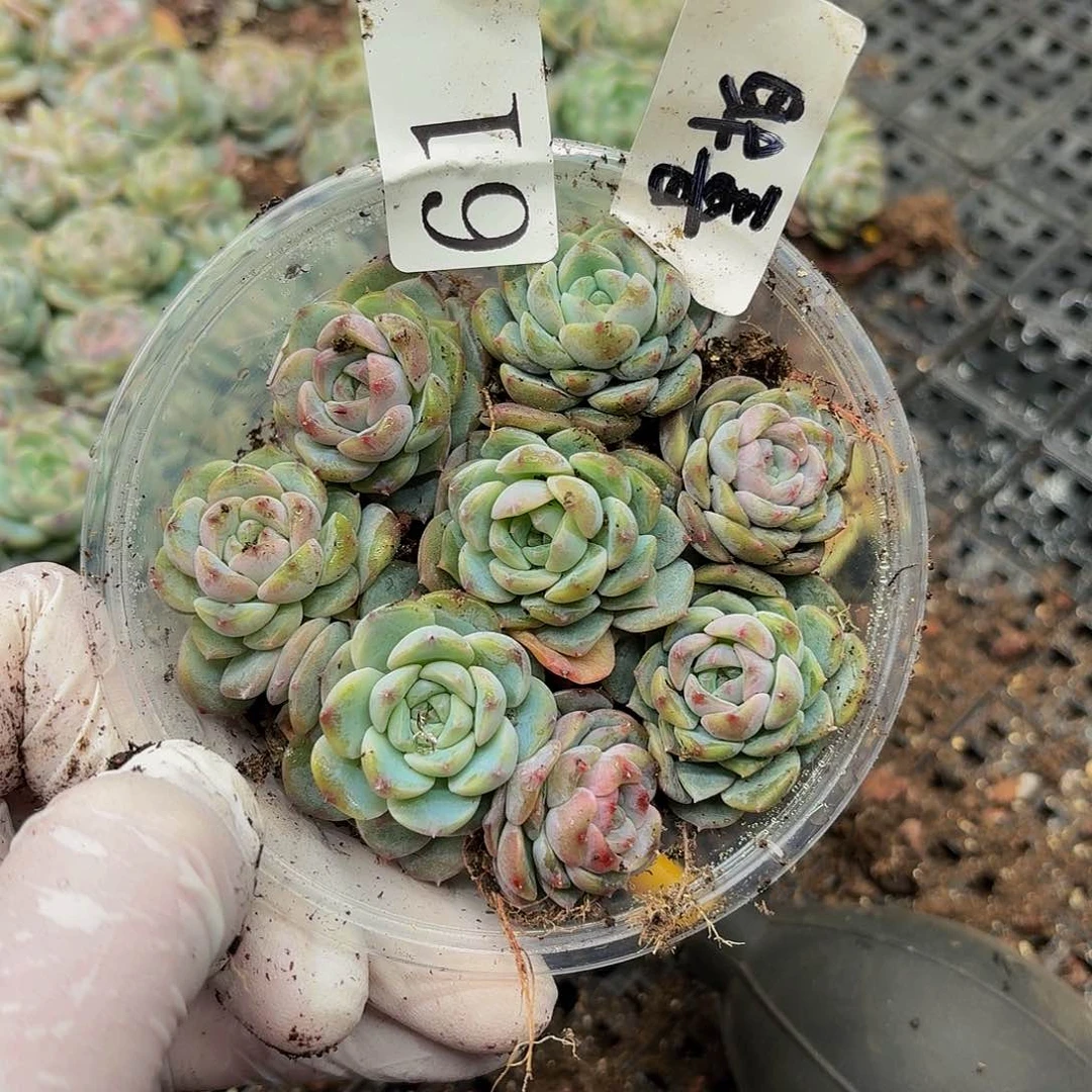 多肉植物多肉植物61量拍