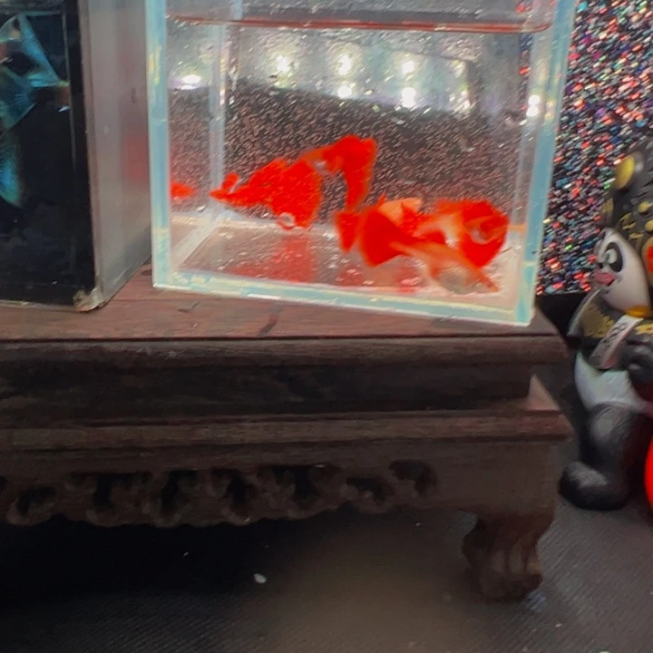 孔雀鱼血红三对包邮