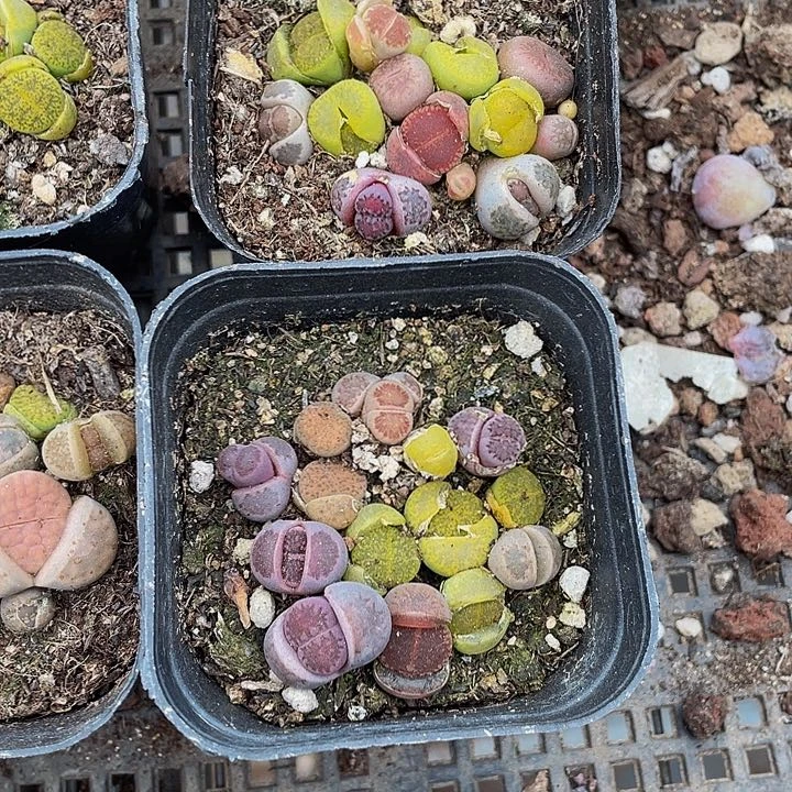 生石花3.8带盆土发