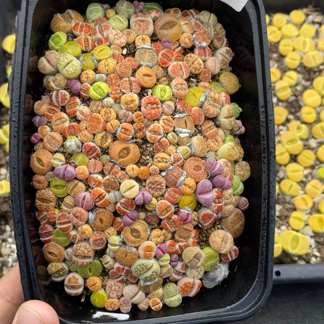 无铅玻璃00000000773