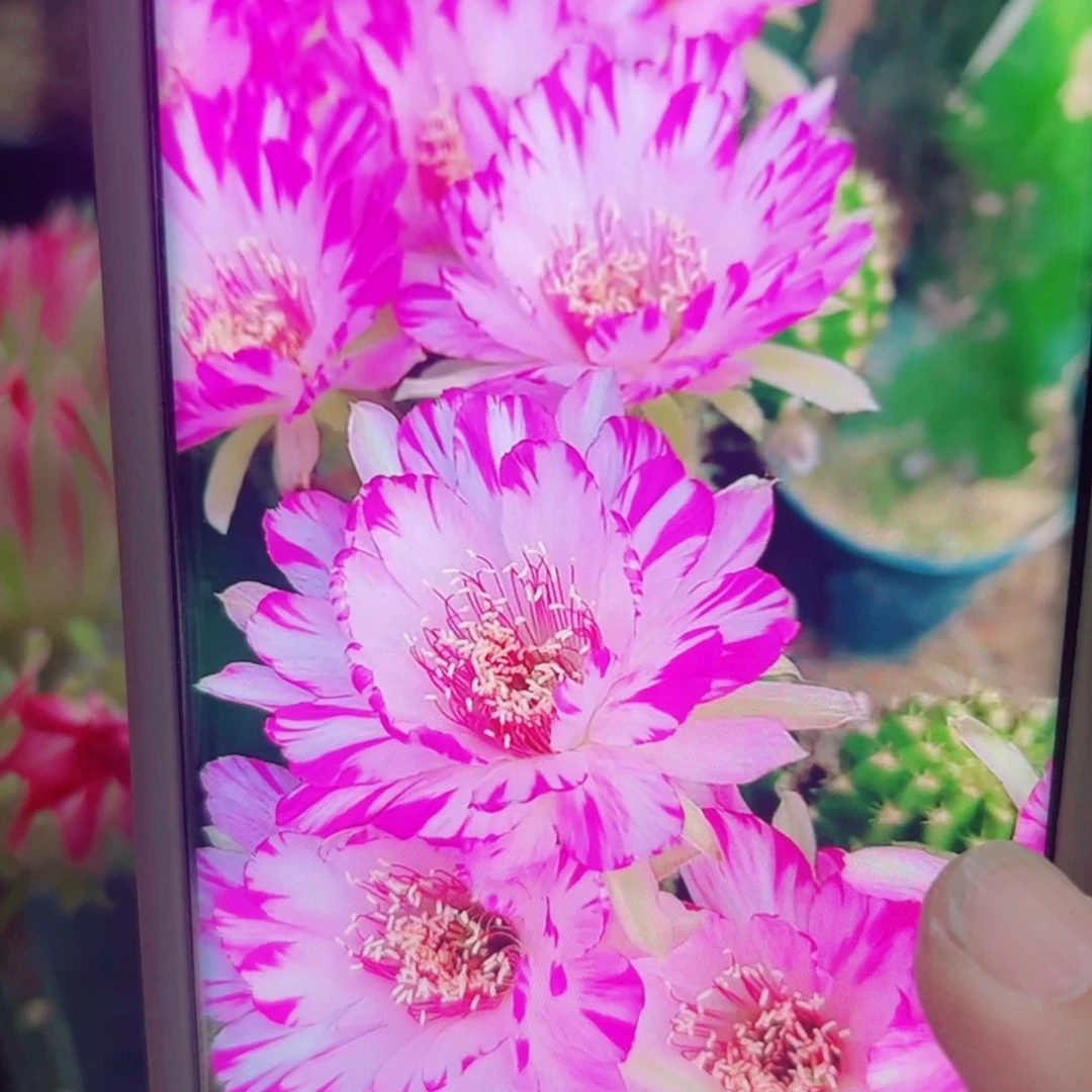 下27丽花妖蝶歪无根侧芽3公分左右20包邮