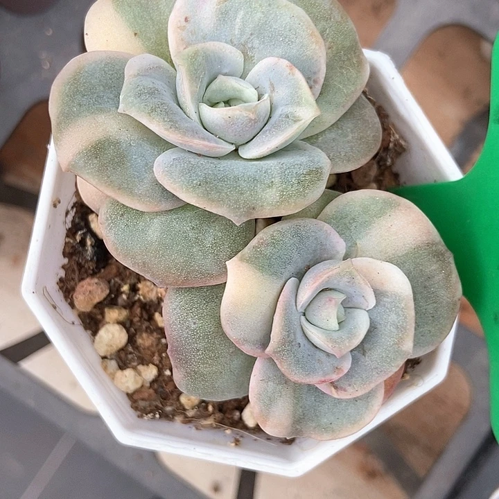 多肉植物可爱玫瑰锦1041