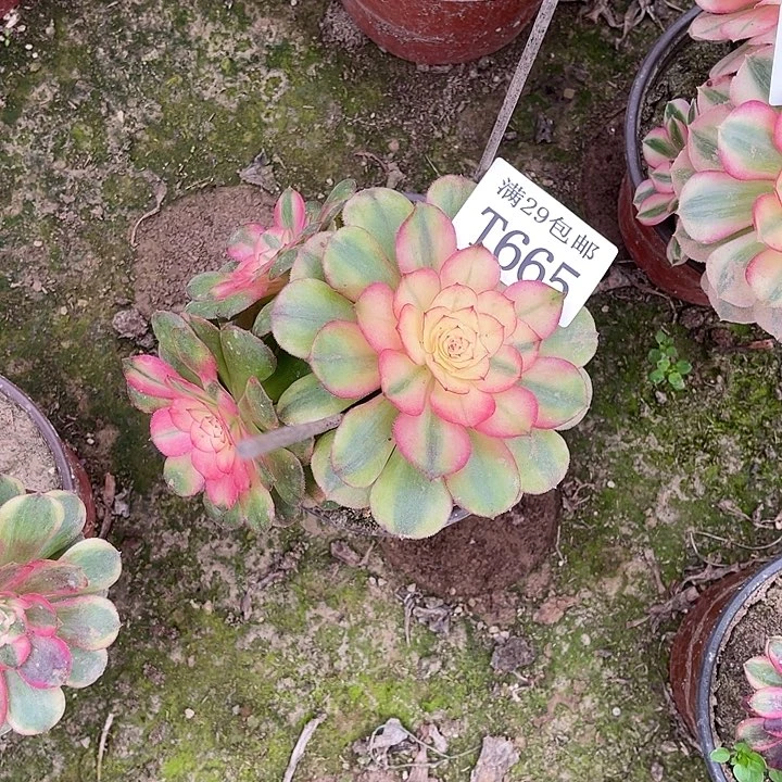 665荔枝多肉植物