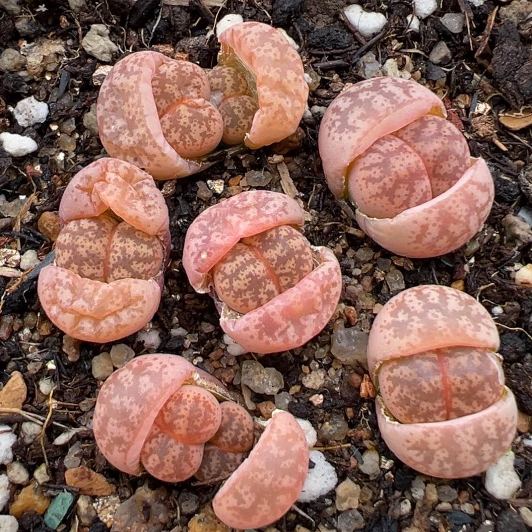 2.8好看的多肉966