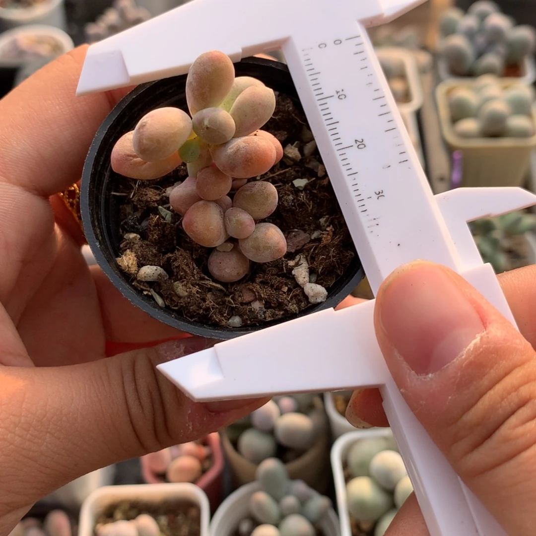 微晒芒果奶多肉植物