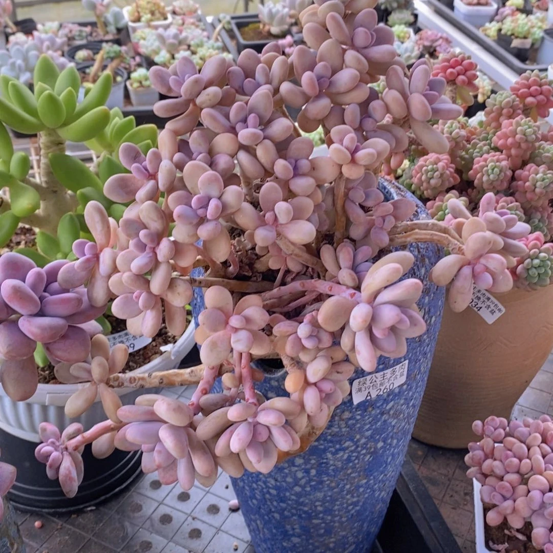 糖果桃蛋老桩不包整17cm260多肉植物