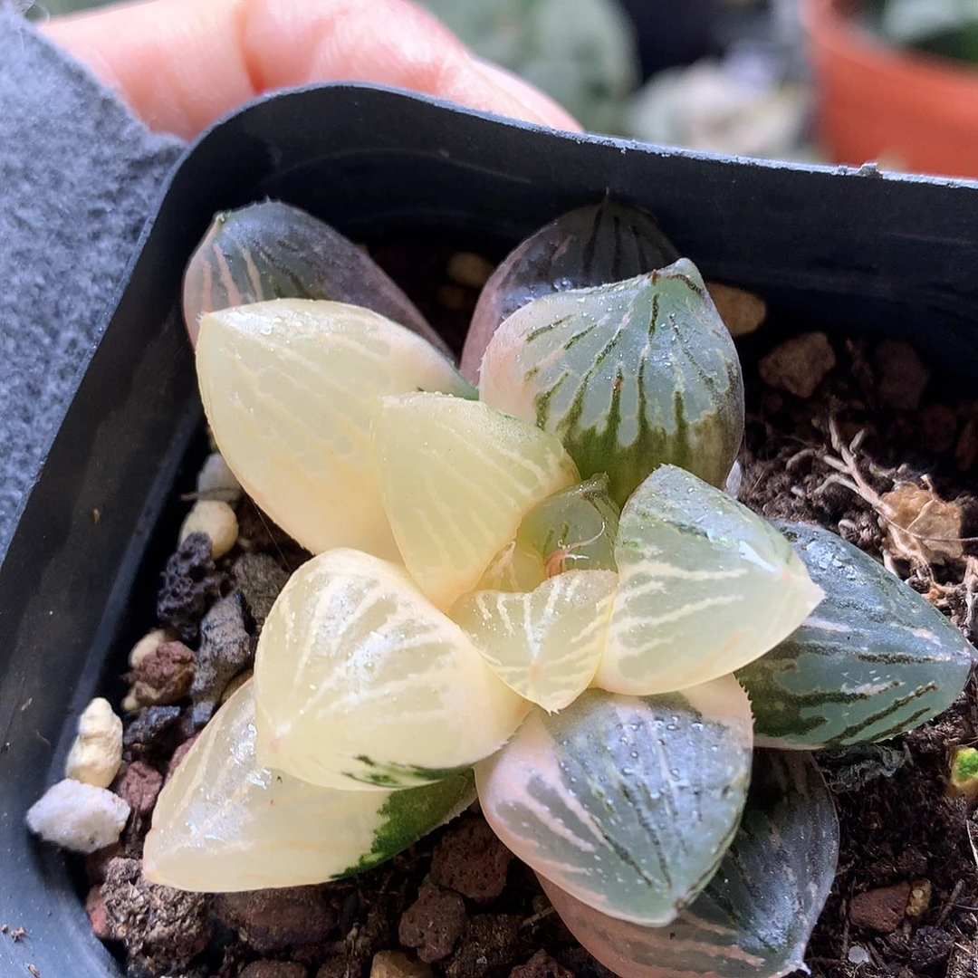 玉潭寿锦带盆土大军tu