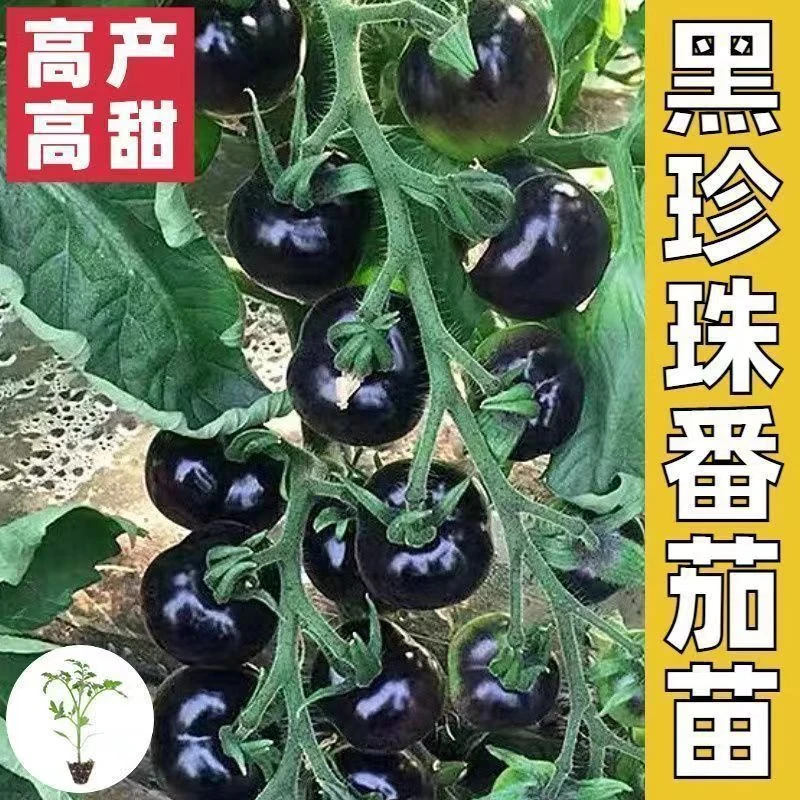 黑珍珠新品黑色番茄樱桃高产圣女果水果果季西红柿阳台四季盆栽