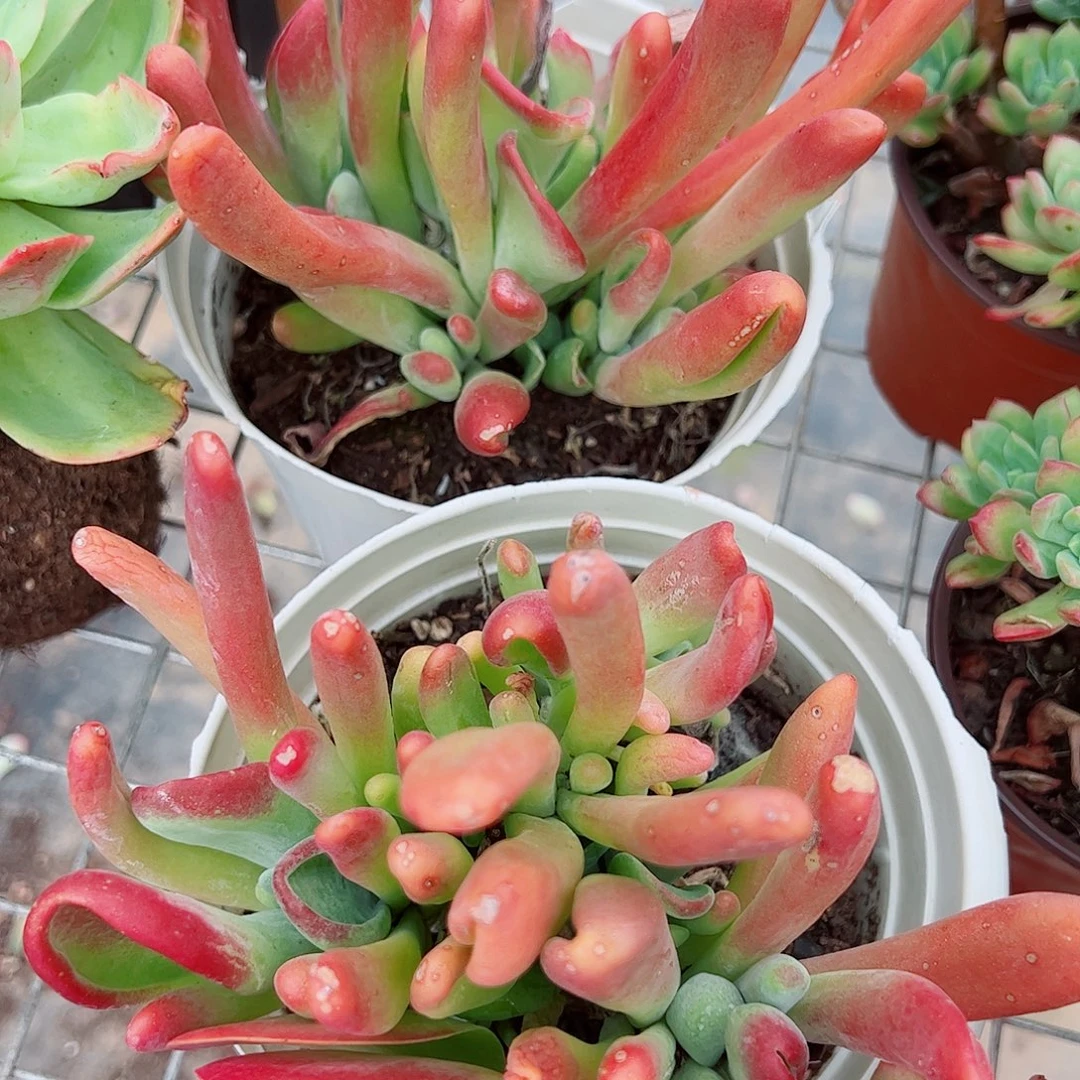 火狐狸多头大盆群老桩特价