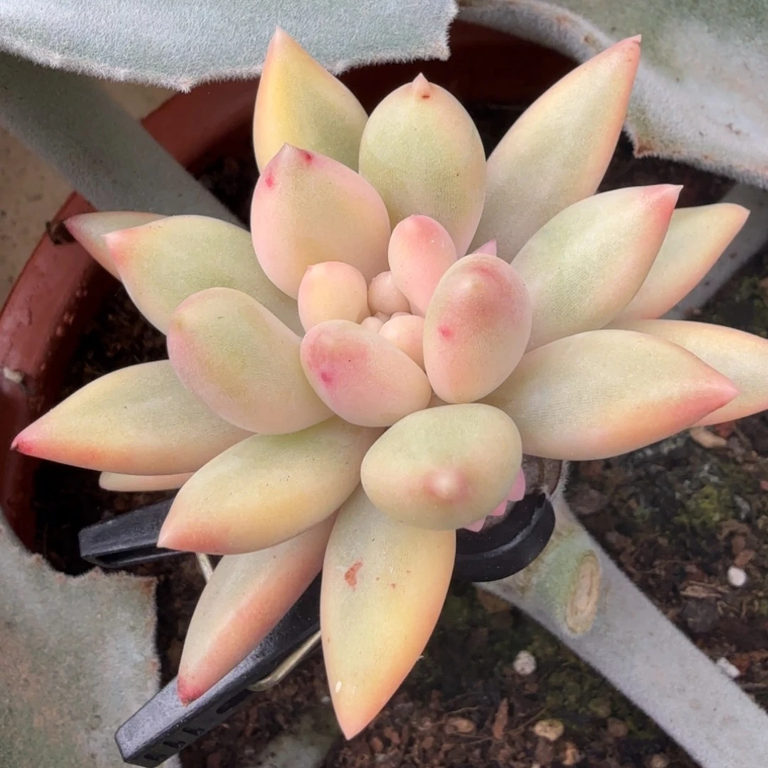 蜜桃啵啵锦腹轮锦带侧芽